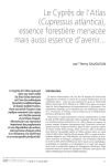 Le Cypr&egrave;s de l'Atlas (Cupressus atIantica), essence foresti&egrave;re menac&eacute;e mais aussi essence d'avenir...
